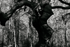 09 Süntelbuche (JK)