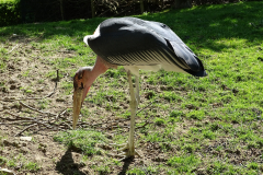 Marabu