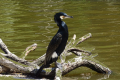 Kormoran