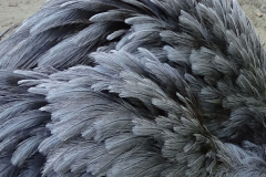 Nandu-Federkleid