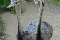 Nandu x 2