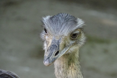 Nandu
