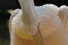 Pelikan