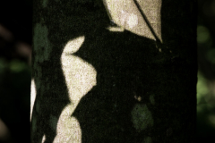 Schattenspiele