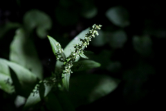 Ins Licht