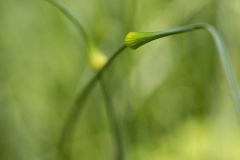 Kleine grüne Entdeckung