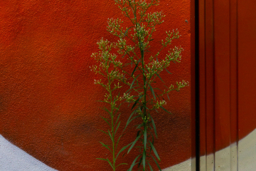 Natur schafft Kunst (1)