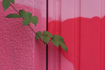 Natur schafft Kunst (2)