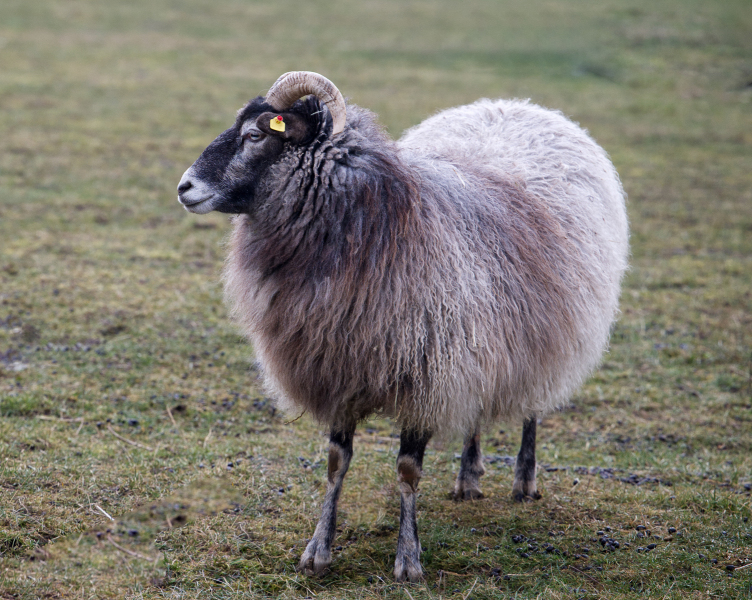 DSW_7383_Ein_Schaf