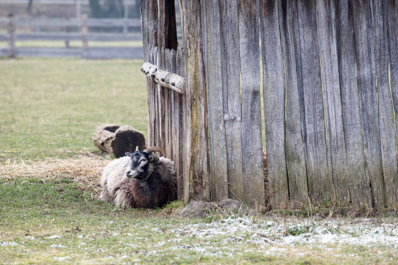 DSW_7388_das_ruhende_Schaf