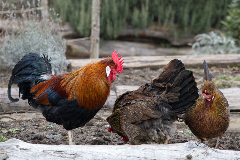 DSW_7399_Der_Hahn _und_sein_Harem