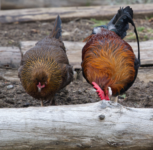 DSW_7400_Hahn_und_Henne_A