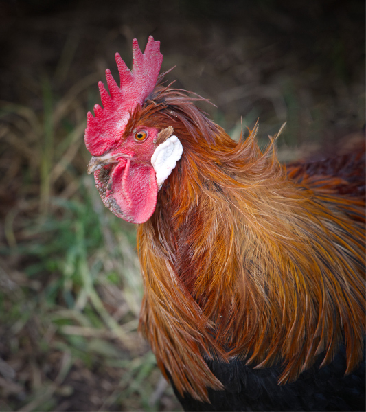 DSW_7465_Der_Hahn_Portrait