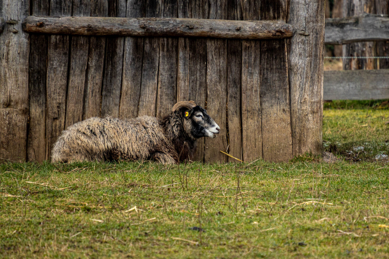Wieder und immer wiederkäuen