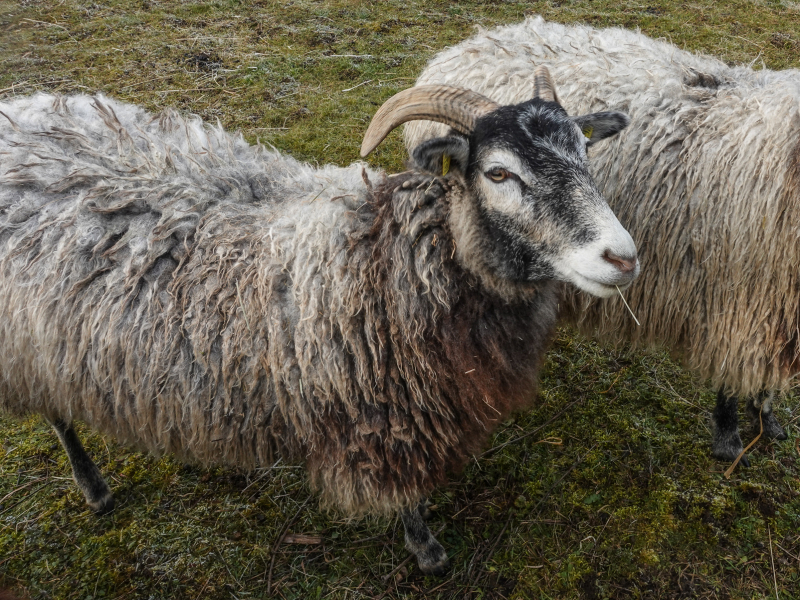 Jakobsschaf
