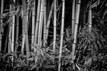 Bambus (2)