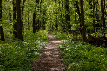 Waldspaziergang