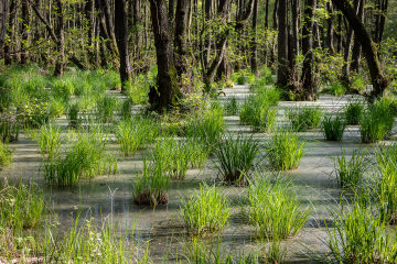 Wasser im Wald