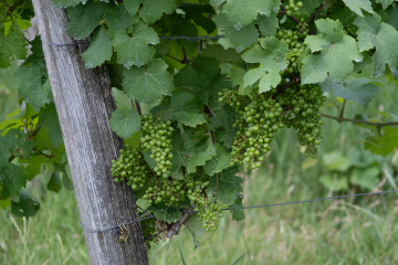 Wein