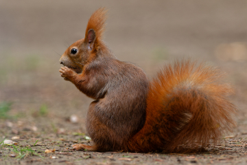 (Foto: Christopher Mau)