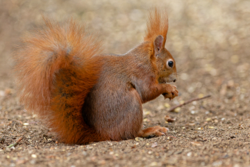 (Foto: Christopher Mau)