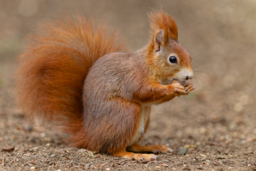 (Foto: Christopher Mau)