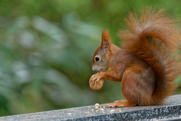 (Foto: Christopher Mau)