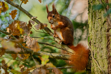 (Foto: Christopher Mau)