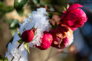 Variationen über ein Thema - Rosen