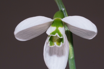 G. Elwesii
