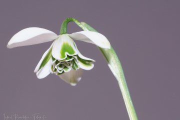 G. Hippolyta