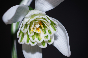 G.Lady Beatrix Stanley