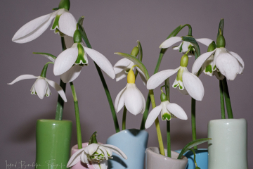 Schneeglöckchen in der Vase