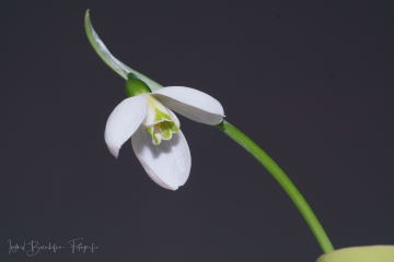 Unbekanntes Schneeglöckchen