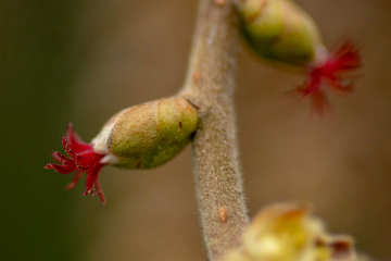 Haselnussblüte (weiblich)