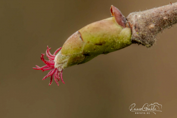 Haselnussblüte (weiblich)