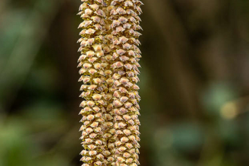 Haselnussblüte (männlich)