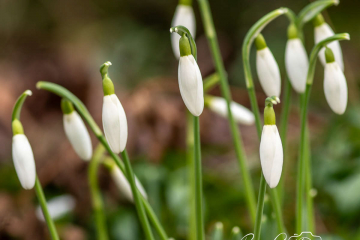 Schneeglöckchen