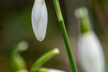 Schneeglöckchen
