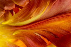 Tulpenlava