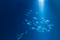 Aquarium
