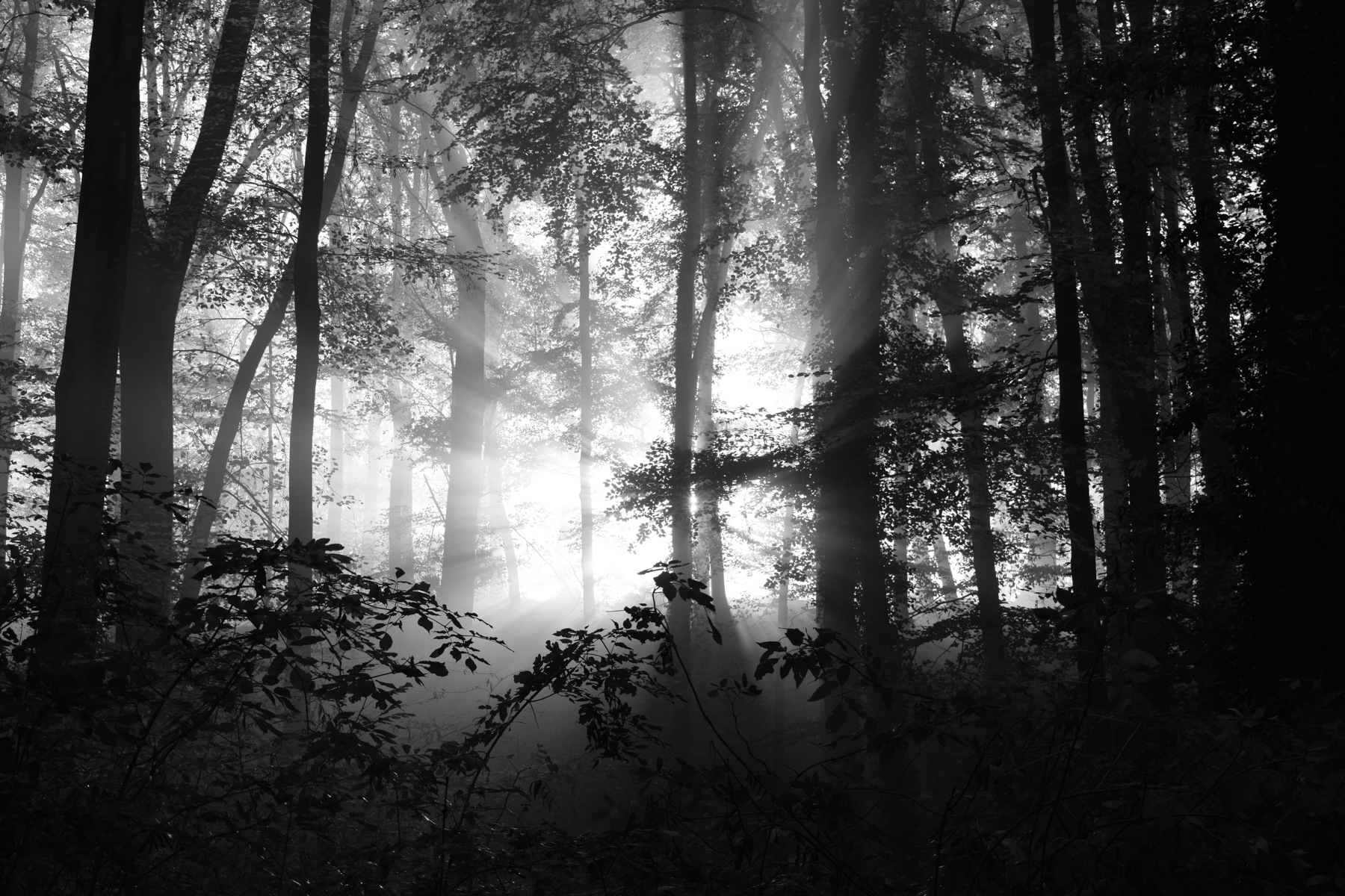Noch tiefer in den Wald