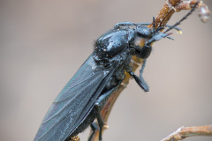 Große Wolfsfliege