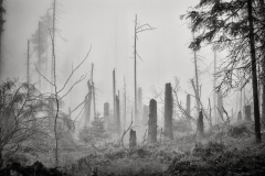 Harz