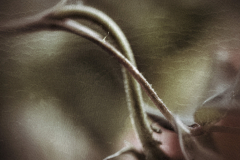 Die andere Seite der Rose