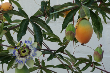 Blüte und Frucht