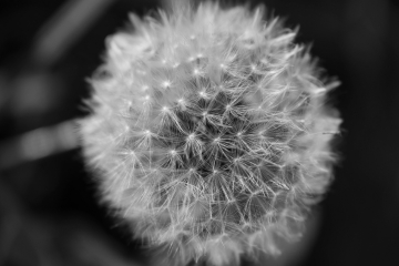 Pusteblume
