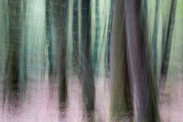 Baum, Baum, Bäume