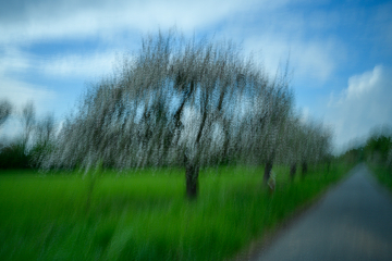 Apfelblüte