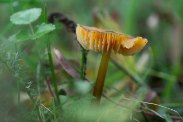 Lebensraum Waldboden